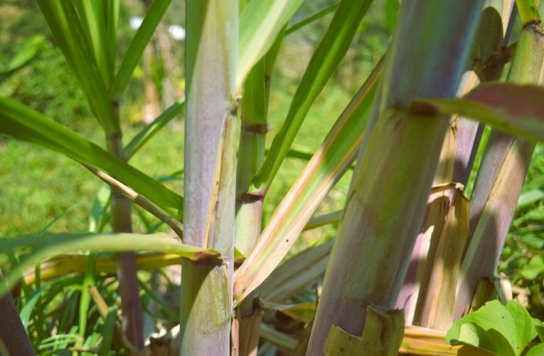 Caña con ruda: un ritual ancestral para la Pachamama
