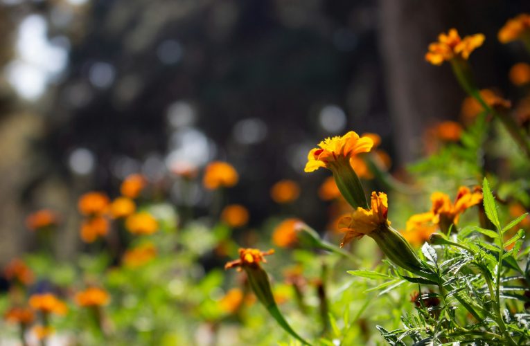 El poder de las flores: de la nueva tradición en Argentina a la lucha climática del cempasúchil en México