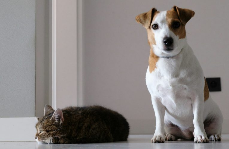 Jornadas de Adopción y Apoyo Comunitario: El Doble Éxito de las Sociedades Protectoras de Animales