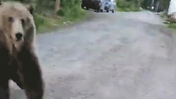 Desgarrador video muestra el aterrador encuentro de una mujer con un oso grizzly