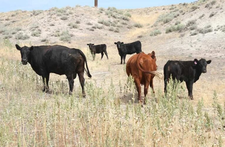 Los agricultores occidentales se alegran de que los ganaderos hayan sido liberados de las tierras públicas, mientras que los ganaderos prohiben a los trabajadores agrícolas.