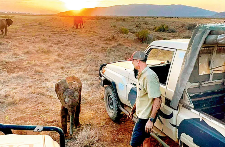 Cría de elefante huérfana reunida con sus manadas tras ser rescatada en Kenia.