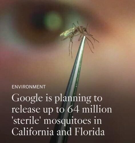 Cómo el proyecto de 32 millones de mosquitos de Google podría cambiar la lucha de California contra el dengue