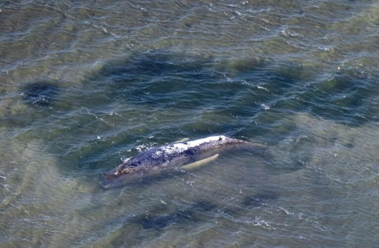 Humpback whale in the Baltic Sea: Humpback whale spotted again off Denmark