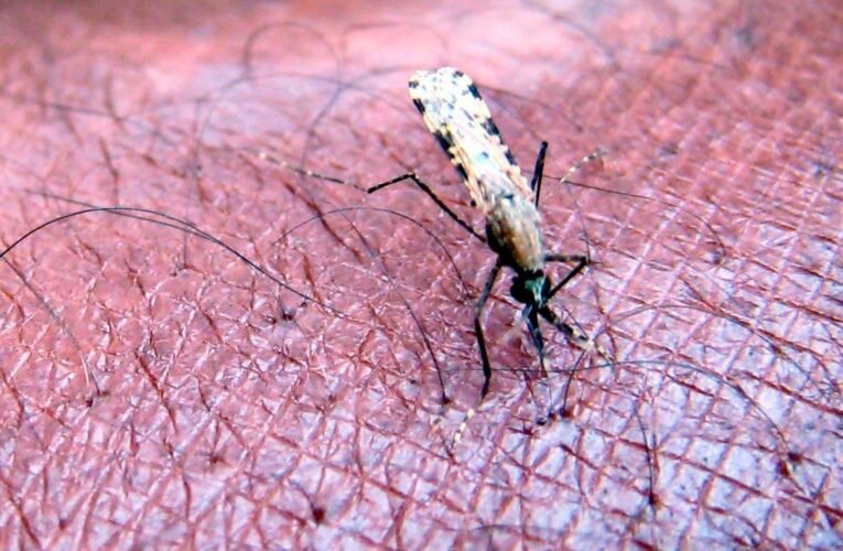Tropical disease: Malaria at the airport: four employees infected