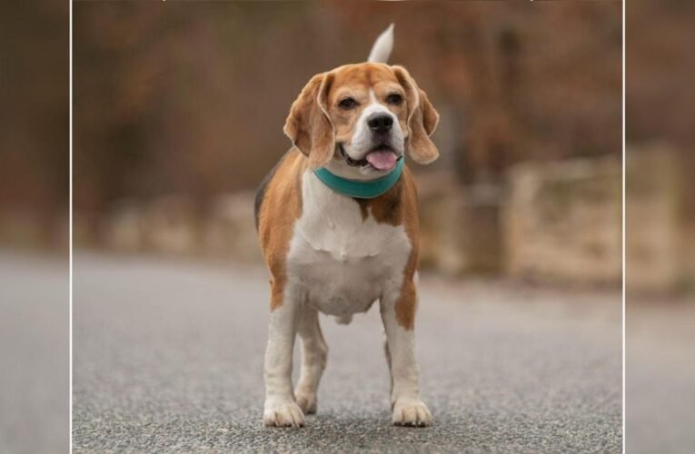 Animal shelter is looking for a home for a beagle