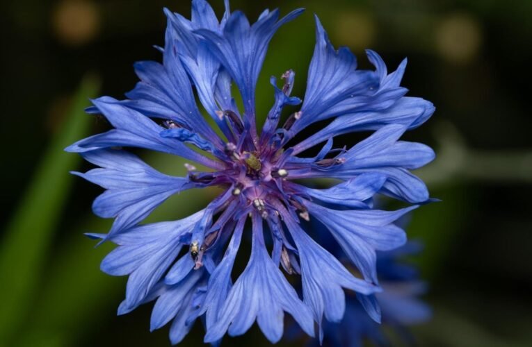 The easy-to-care wild plant that fills your garden with blue flowers and resists the heat and drought of the Spanish summer