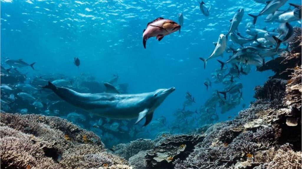 A-dolphin-named-Bubbles-causes-the-fish-to-vomit-and.jpg