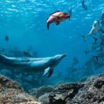 A-dolphin-named-Bubbles-causes-the-fish-to-vomit-and.jpg