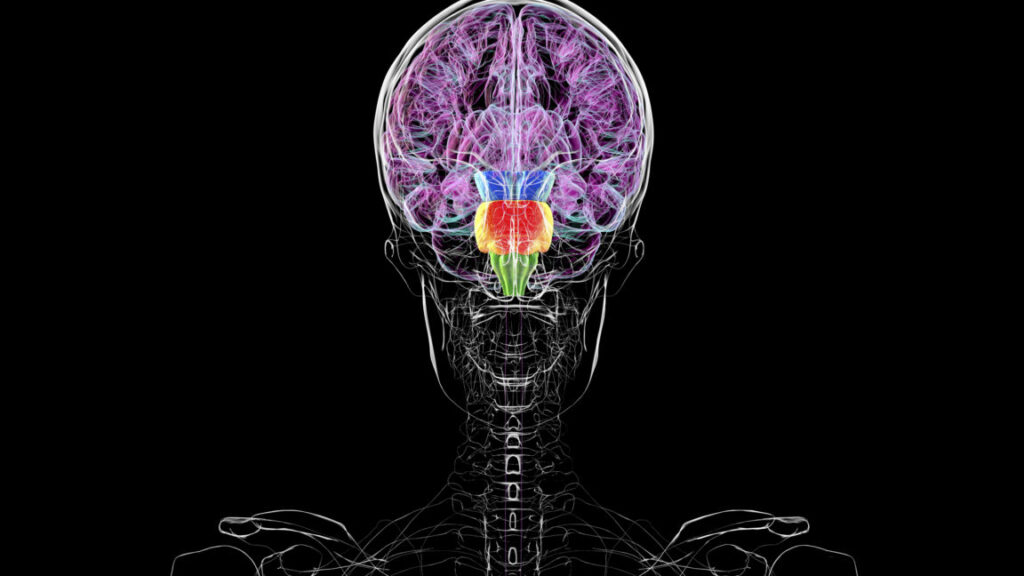 Contrary-to-what-some-say-you-dont-have-two-brains.jpg