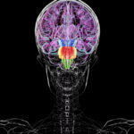 Contrary-to-what-some-say-you-dont-have-two-brains.jpg
