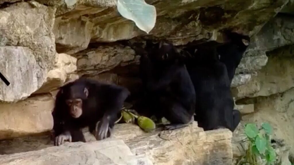 How-chimpanzees-teach-their-children-tool-tricks.jpg