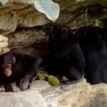 How-chimpanzees-teach-their-children-tool-tricks.jpg