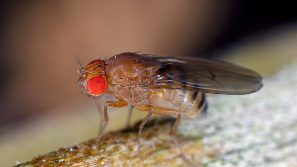 Less-protein-for-maggots-means-longer-life-for-fruit-flies.jpg