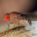 Less-protein-for-maggots-means-longer-life-for-fruit-flies.jpg