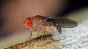 Less-protein-for-maggots-means-longer-life-for-fruit-flies.jpg