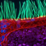 Meet-the-winner-of-Nikons-Small-World-in-Motion-video.jpg