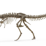The-T-rexs-teeth-suggest-it-ran-as-warm-as.jpg