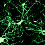 We-find-the-cells-that-put-our-brain-to-sleep.jpg