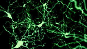 We-find-the-cells-that-put-our-brain-to-sleep.jpg
