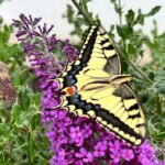 What-butterfly-wings-have-in-common-with-barbershop-poles.jpg