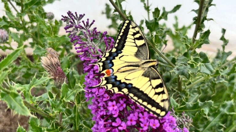 What-butterfly-wings-have-in-common-with-barbershop-poles.jpg