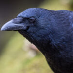Crows-can-evaluate-visual-information-twice-as-fast-as-mammals.jpg