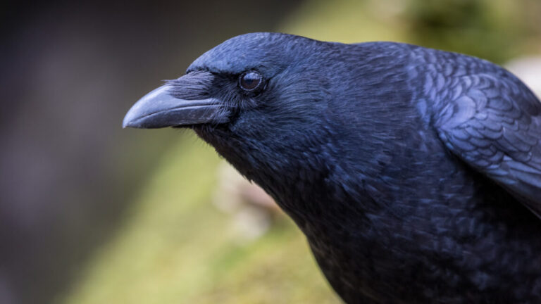 Crows-can-evaluate-visual-information-twice-as-fast-as-mammals.jpg