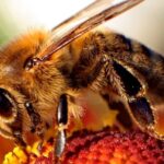 High-speed-video-shows-honey-bee-stingers-pumping-poison.jpg