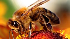 High-speed-video-shows-honey-bee-stingers-pumping-poison.jpg