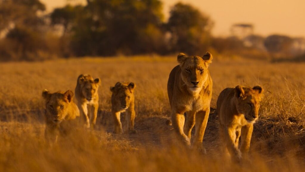 Lions-cheetahs-and-chimpanzees-my-goodness-a-look-at-Africas.jpg