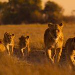 Lions-cheetahs-and-chimpanzees-my-goodness-a-look-at-Africas.jpg
