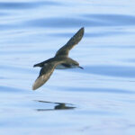 Seabirds-flying-home-over-the-ocean-can-experience-jet-lag.jpeg