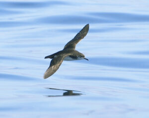 Seabirds-flying-home-over-the-ocean-can-experience-jet-lag.jpeg