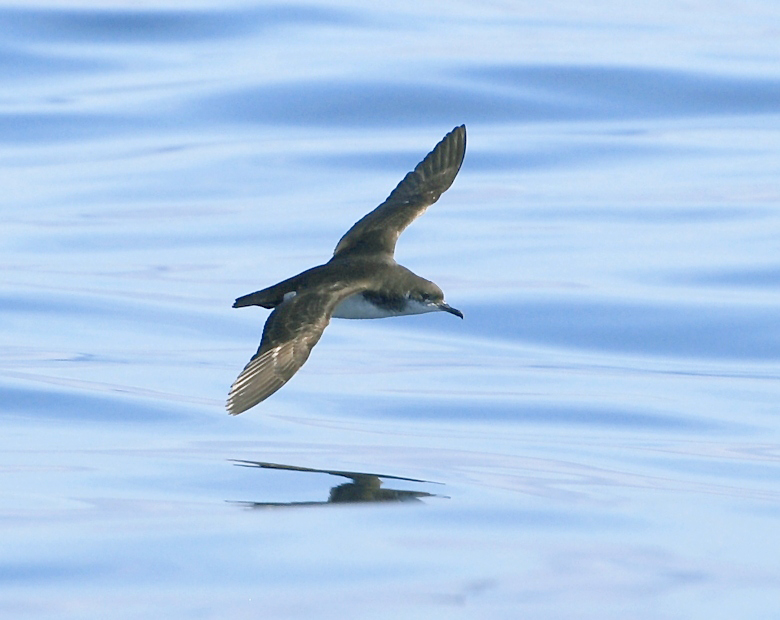 Seabirds-flying-home-over-the-ocean-can-experience-jet-lag.jpeg