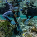 Seabirds-forests-and-corals-could-help-save-sinking-islands.jpg