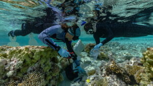 Seabirds-forests-and-corals-could-help-save-sinking-islands.jpg