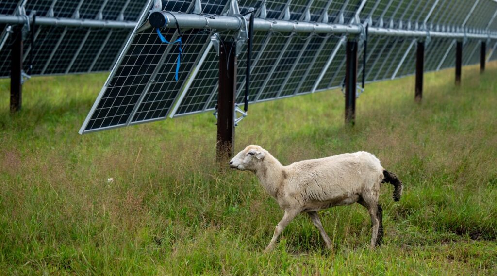 Trump-must-absolutely-love-solar-panels.jpg