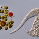 Winning-Nikon-Small-World-in-Motion-video-disqualified-due-to.jpg