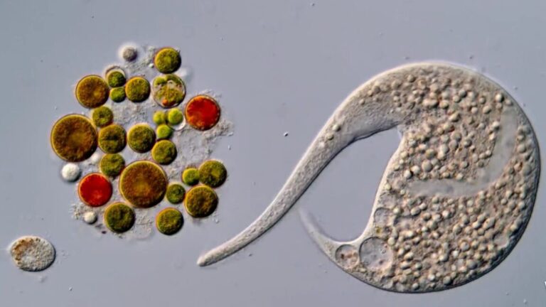 Winning-Nikon-Small-World-in-Motion-video-disqualified-due-to.jpg